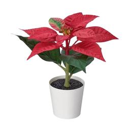 Plants/Decor
